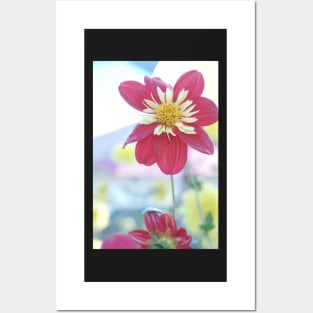 Dahlia Flower 3 Posters and Art